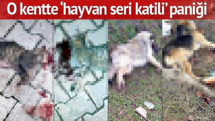 Tekirdağda korkunç olay Hayvanları tek tek öldürüyor