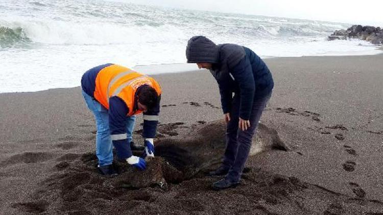 Gemiden atılan ithal 6 büyükbaş hayvan leşi sahile vurdu