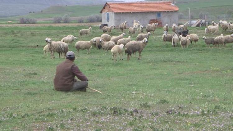 Çanakkale Birlikten Afgan Çoban önerisi