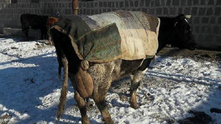 Hayvanlarını soğuktan eski elbiseleriyle koruyor