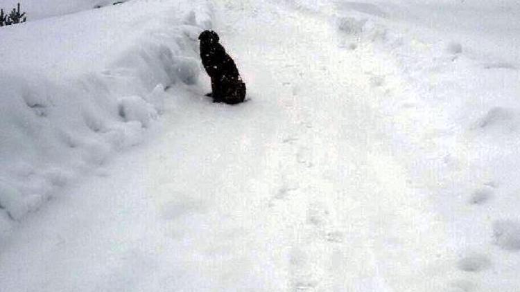 Boluda soğuk ve açlıktan bitkin düşen 4 köpek barınağa alındı