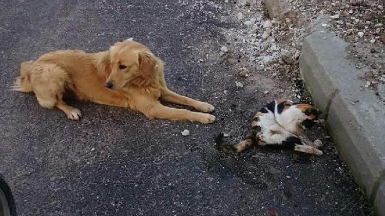 Kedi ve köpekleri tarım ilaçlı etle zehirlediler