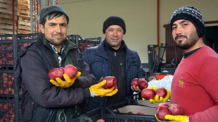 Korkutelide elma ihracatı