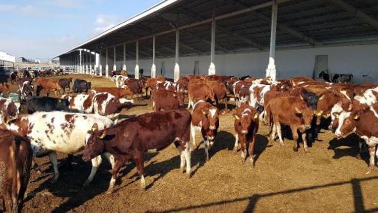 Kayseri Şeker, Avrupadan süt sığırı ithal etti