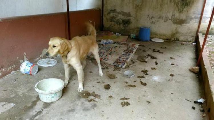 Kötü şartlardaki köpeğin fotoğrafını çekerken tartaklandı