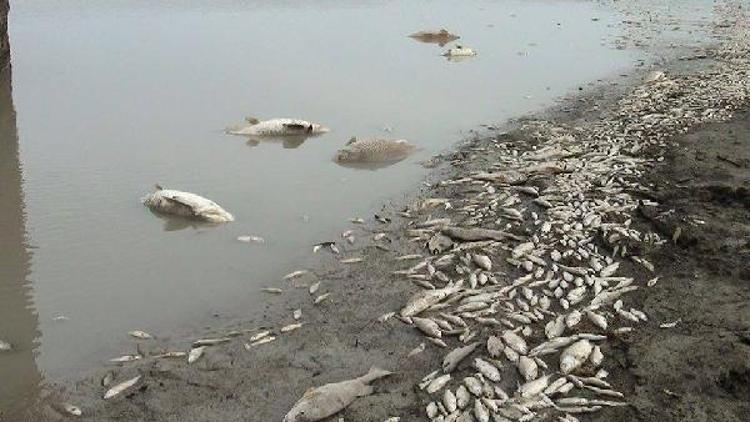 Suyu boşaltılan gölette balıklar telef oldu