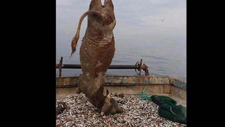 Balıkçı ağlarına takılan 700 kiloluk dana şaşırttı