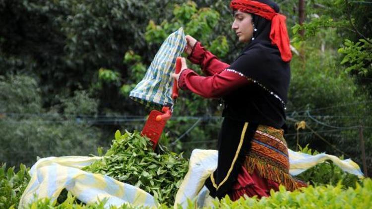 Çayda organik tarım havzası 248 bin dekara çıkarıldı