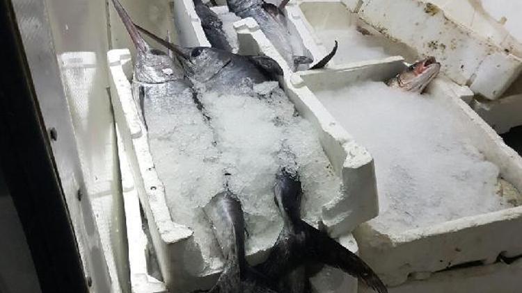 Keşan’da 400 kilo kaçak kılıç balığı ele geçirildi