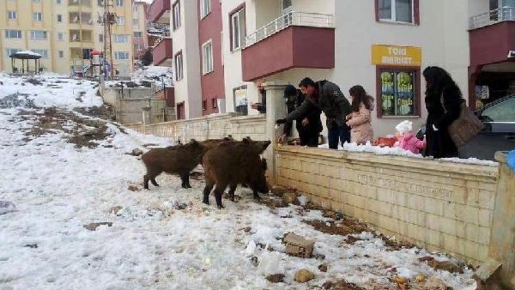 Tuncelide mahalleye inen yaban domuzlarını besliyorlar
