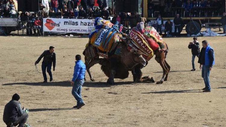 Milasta develer spor kulübü yararına güreşti