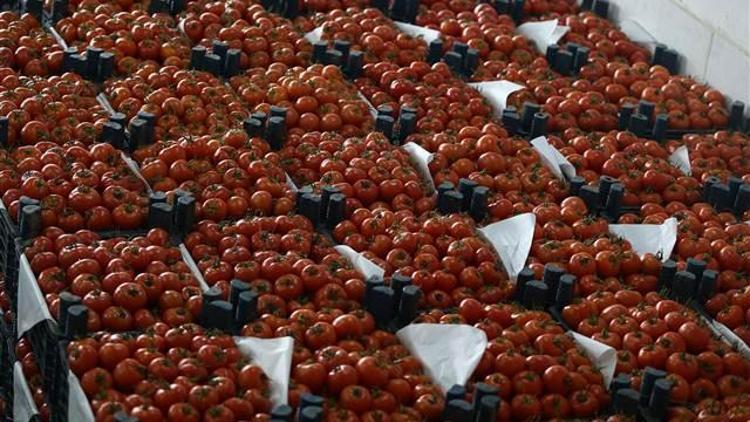 ANALİZ- Rusyanın yerli tarım seferberliği Türk çiftçisini etkiliyor