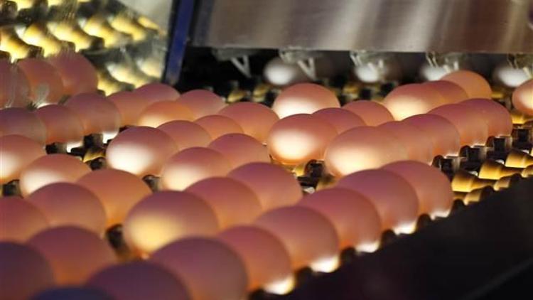 Tavuk eti üretimi azaldı, yumurta üretimi arttı