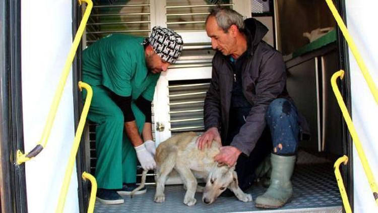 Sokak köpeklerine mobil kısırlaştırma