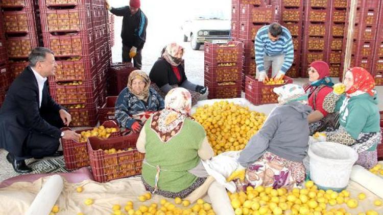 Başkan Turgutun Hal mesaisi