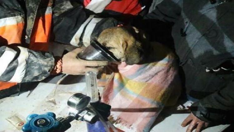 Beykozda kuyuya düşen yavru köpek  10 gün sonra kurtarıldı