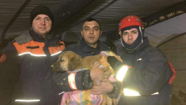 fotoğraflar//Beykozda kuyuya düşen yavru köpek 10 gün sonra kurtarıldı