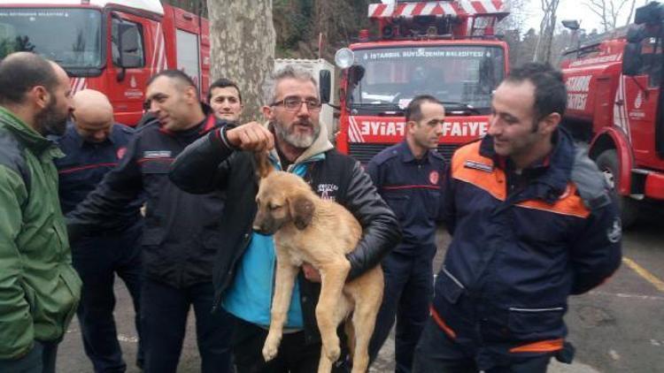 Ek Fotoğraf //Beykozda kuyuya düşen yavru köpek 10 gün sonra kurtarıldı