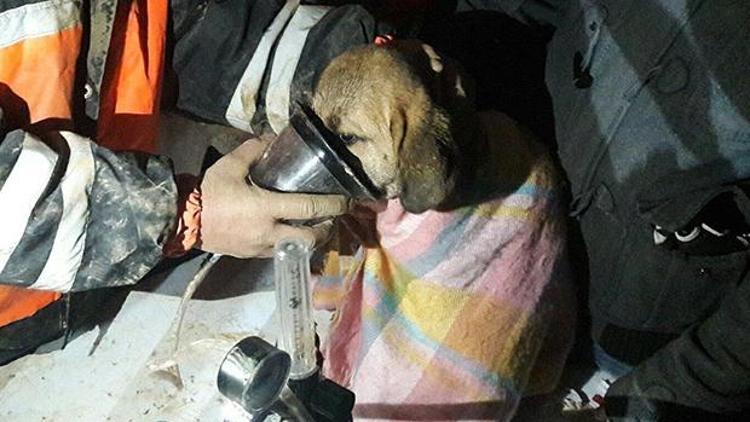 Ne varsa gençlerde var Kuyuya düşen köpek kurtarıldı, sosyal medyadan destek yağdı
