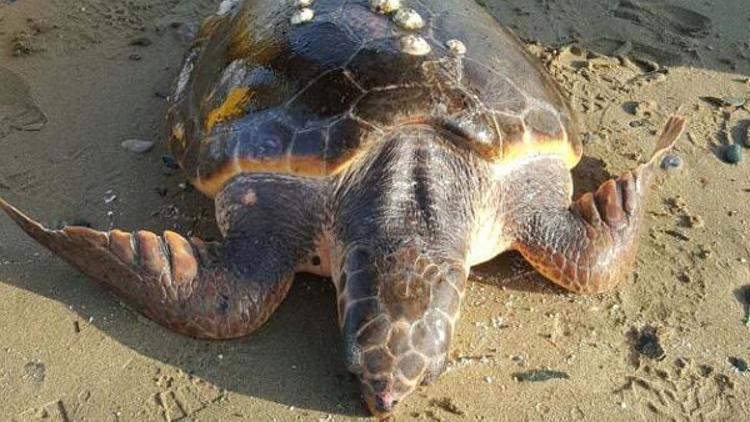 Erdekte sahilde caretta caretta bulundu