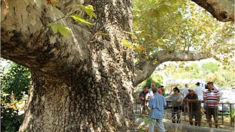 Anıtsal ağaçlar için restorasyon