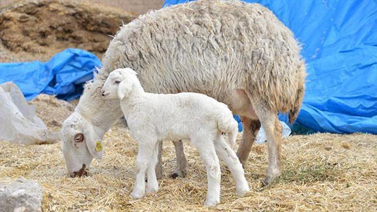 3 kulaklı kuzu şaşırtıyor