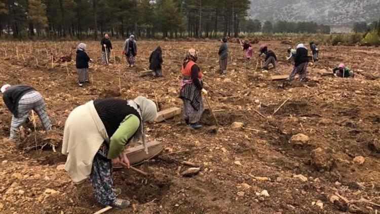 Korkutelide fidan dikimi