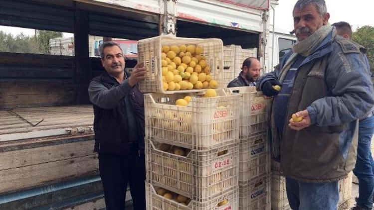 Limon diyarında hasat zamanı