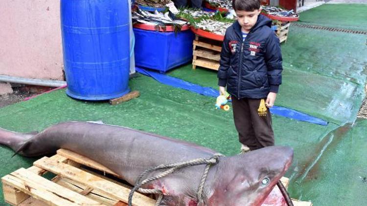 Marmara Denizinde 3 metrelik köpek balığı yakalandı