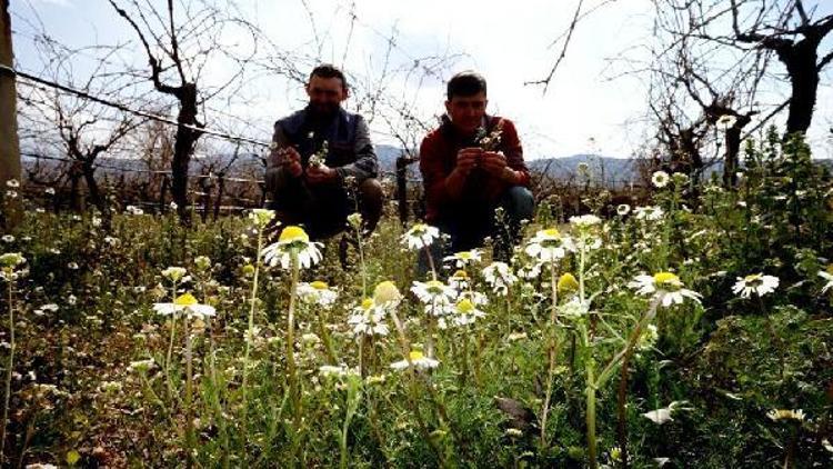 Cemre düştü bağlarda çalışmalar başladı