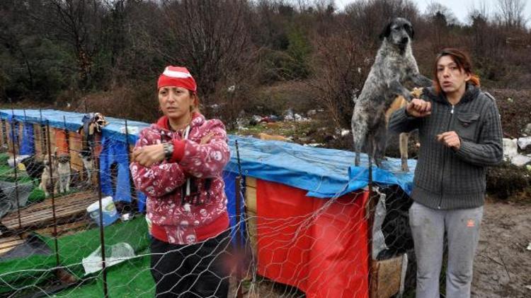 Çöplükte yaşayan sokak köpekleri için barınak yaptılar
