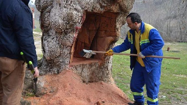 Tarihi çınar ağacı tahribatına suç duyurusu