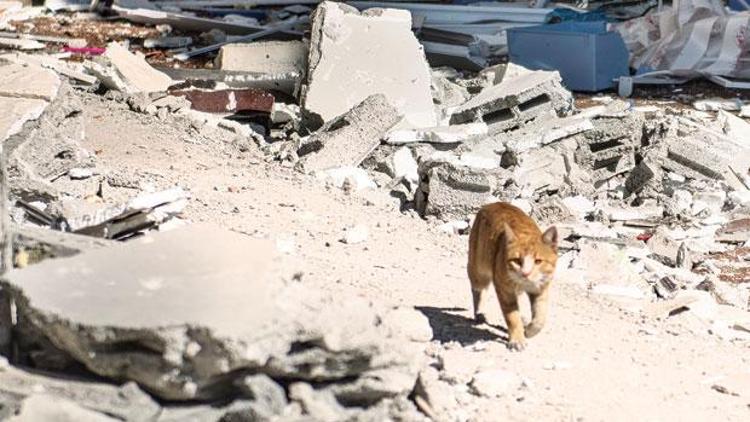 Ahmet’ten geriye bir kedi kaldı