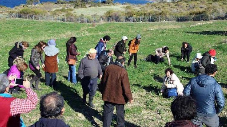 Karaburunda nergis turizmi