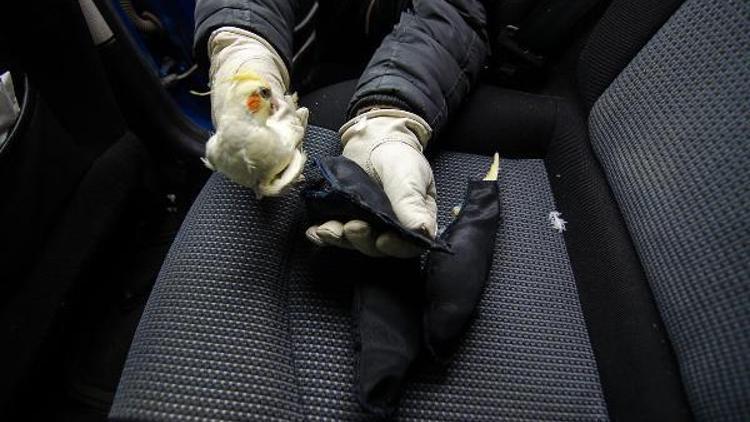 Türkiyeye kaçak sokulmak istenen 45 papağan ele geçirildi