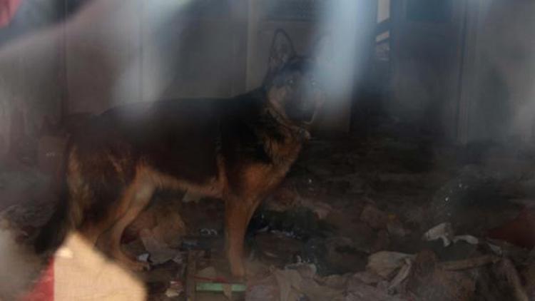 Köhne binada kilitli tutulan köpeği hayvanseverler kurtardı