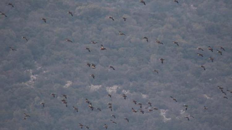 Bursada Kış Ortası 59 bin kuş sayıldı