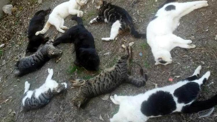 Alanyada 30 kedi katledildi