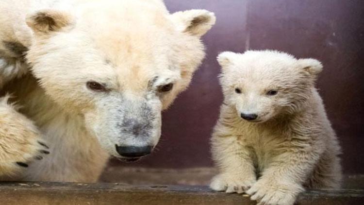 Yavru kutup ayısı ziyaretçilerini bekliyor