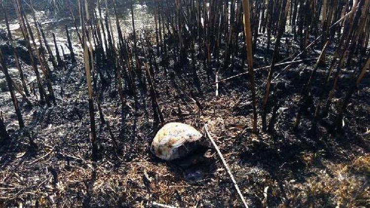 Arazi yandı, kaplumbağa telef oldu