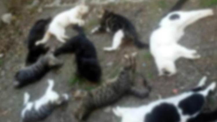 50 kedinin zehirlenmesiyle ilgili bir Rus vatandaşı gözaltında