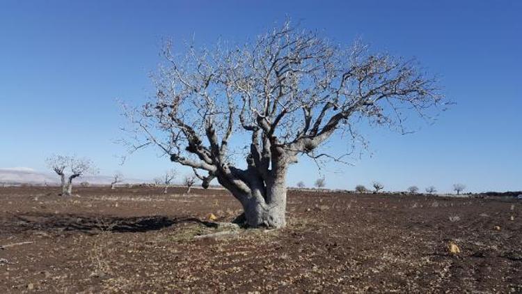 “Fıstığımız Bol Olsun” projesinde yaşlı fıstık ağaçları korunacak