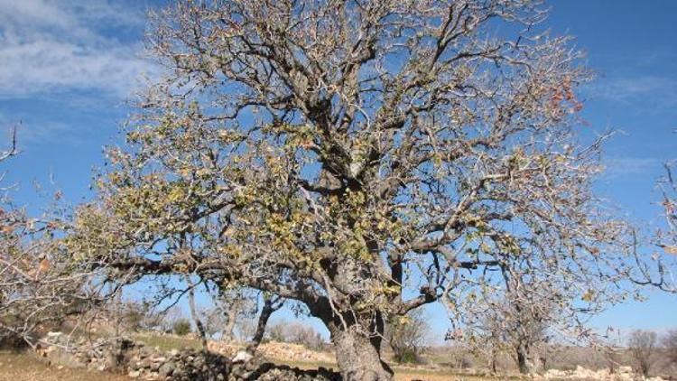 Gaziantepte 12 anıt ağaç adayı belirlendi