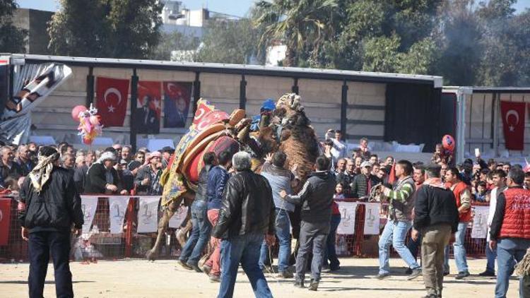 Bayraklıda develer 7nci kez güreşti