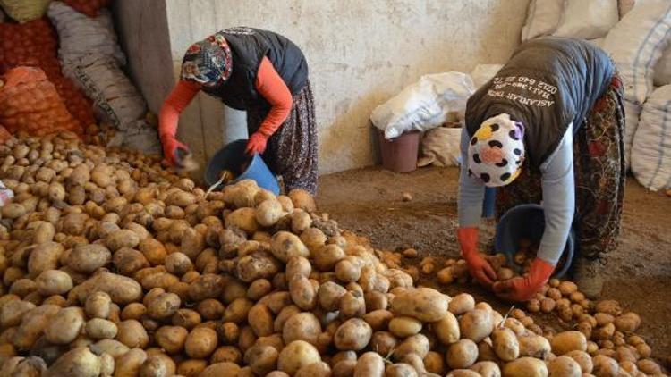 75 liralık teşvik 700 bin ton patatesi çürümekten kurtaracak