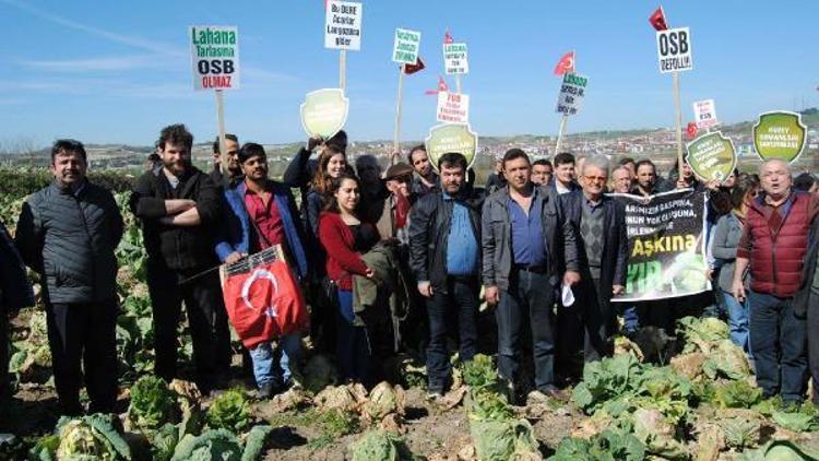 Lahana tarlalarının kurtulmasının sevincini yaşadılar