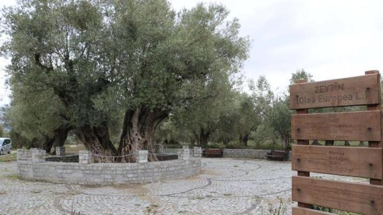 1655 yıllık zeytin ağacının tanıtımı yapılacak