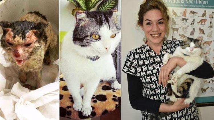 İzmirli veterinerin kapısını çalan sokak kedisi yeniden doğdu