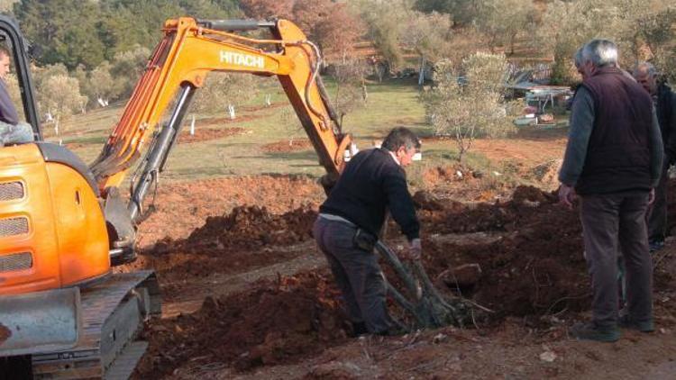 Köy mezarlığındaki zeytin ağaçları taşındı