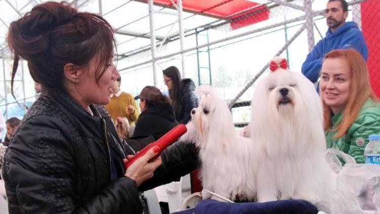 Köpeklerinin en iyi olması için mücadele ettiler